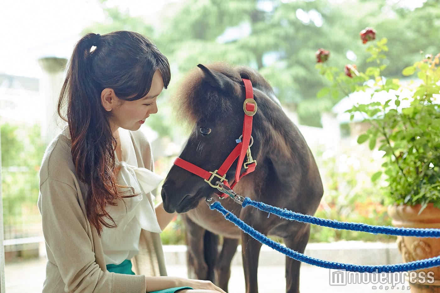 可愛い馬に癒される