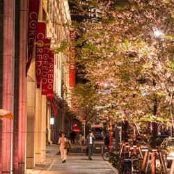 過去開催時の様子/画像提供:日本橋桜フェスティバル実行委員会