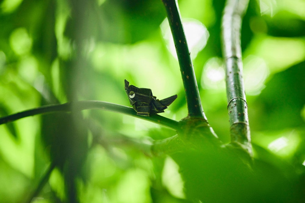 ポケモンワンダー／画像提供：ポケモン