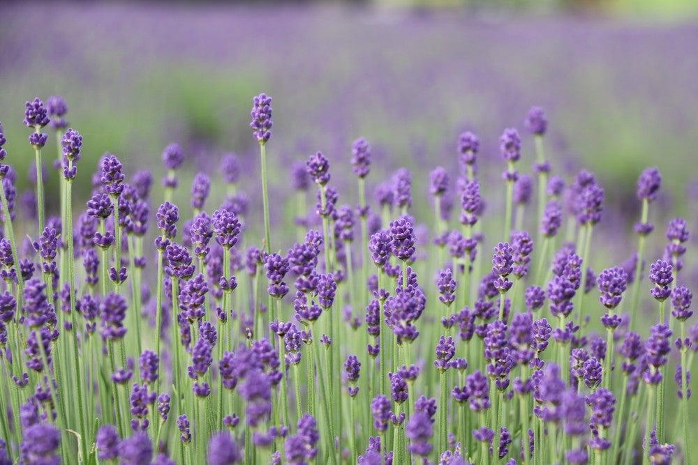 たんばらラベンダーパーク／画像提供：東急リゾーツ＆ステイ