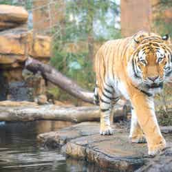 那須どうぶつ王国/提供画像