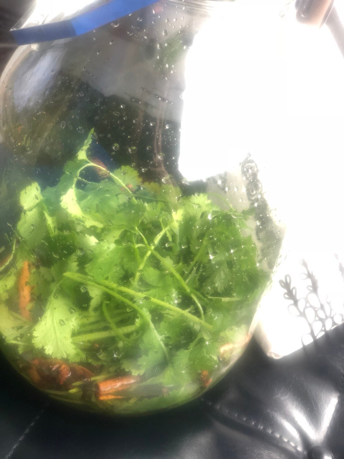 【ワタナベギャラリーVol.01】パクチーサワー