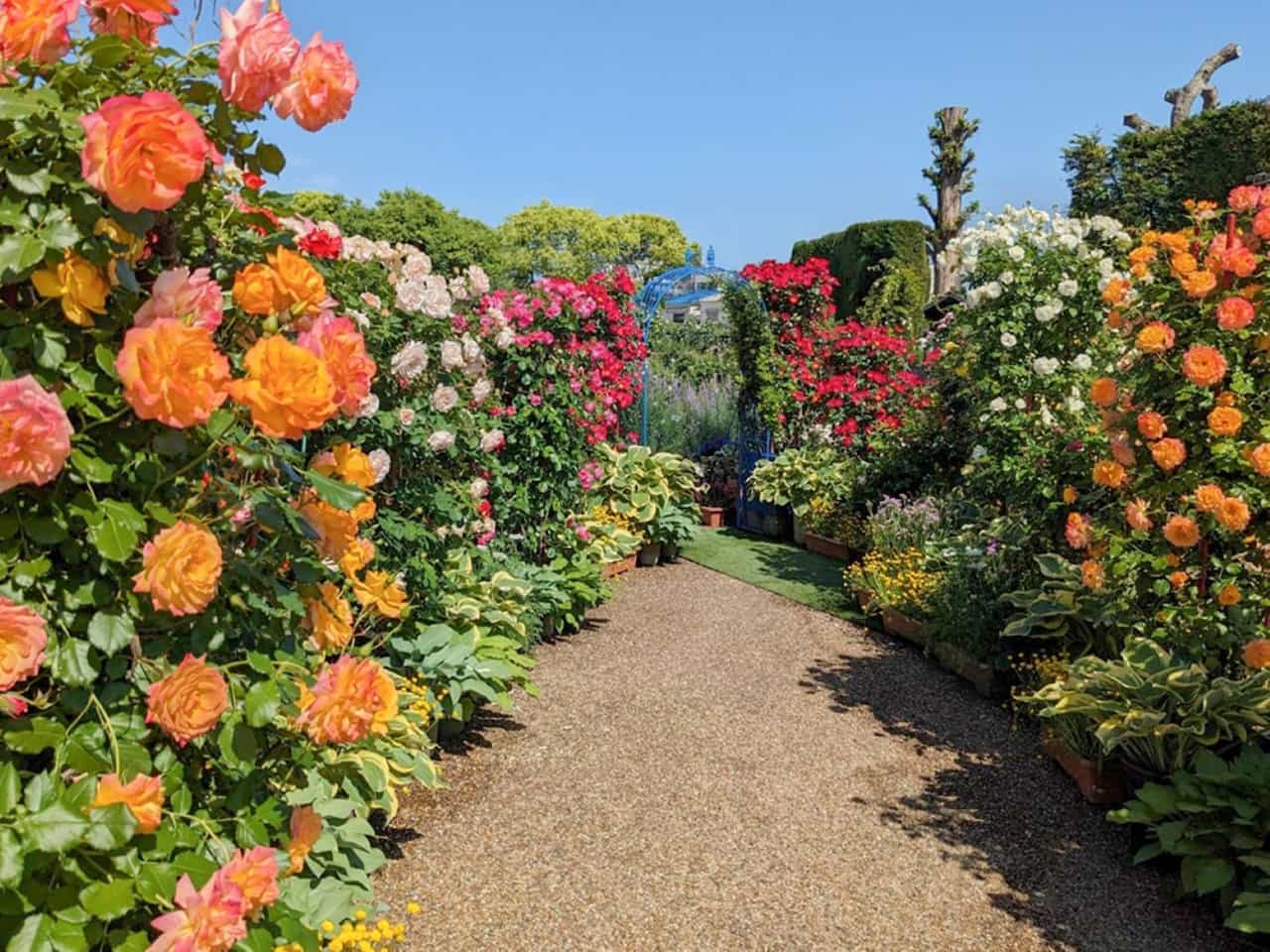 【大阪】約600種・4,000株のバラにうっとり♡ ひらかたパークの春の風物詩「ローズフェスティバル」が開催