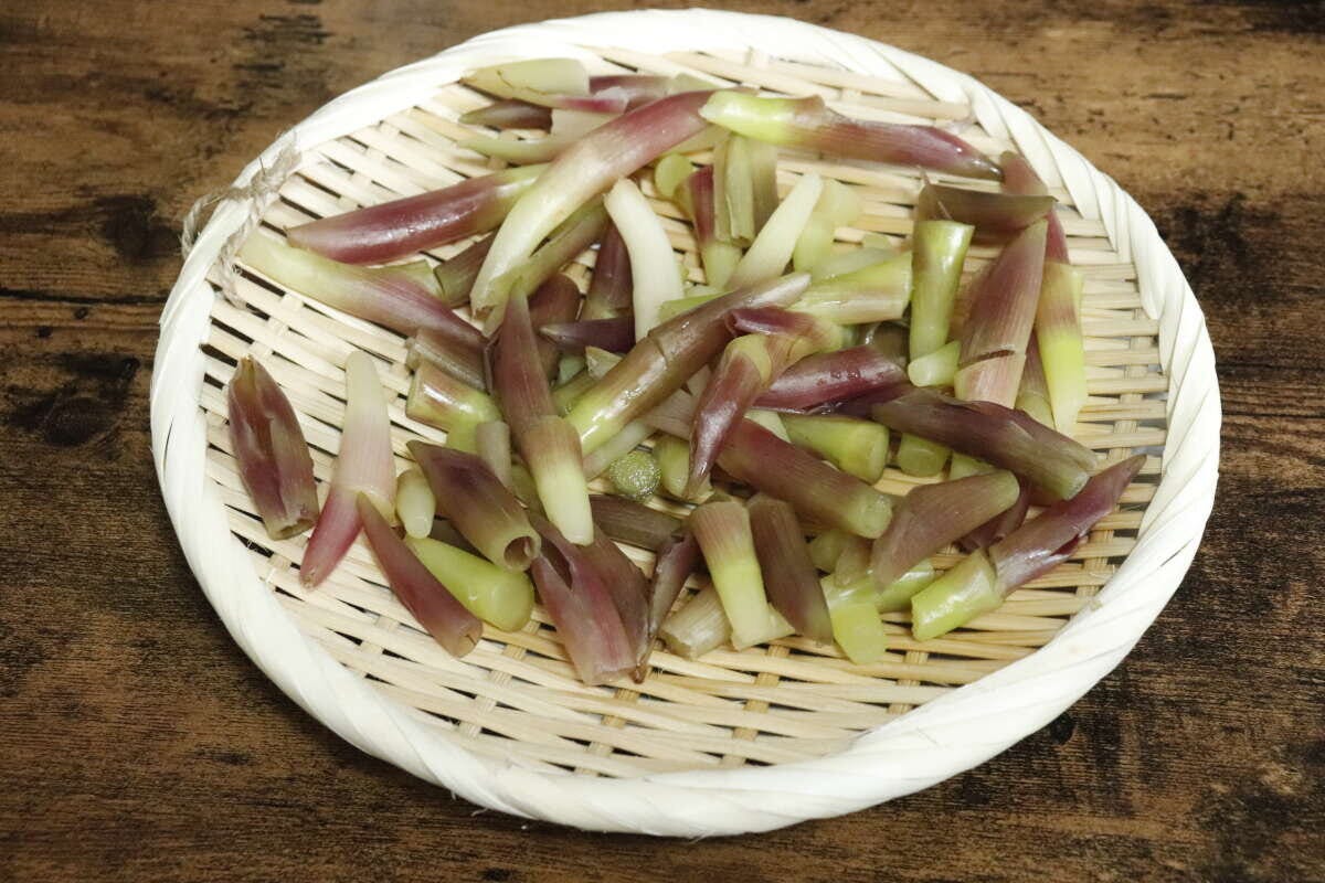 茹でたミョウガが盆ざるに盛り付けられている様子 茹でたミョウガが盆ざるに盛り付けられている様子