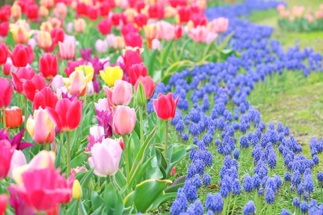 【振り返り】帰省時の話題にも。「4月といえば？」風物詩・行事・食べ物・花など一覧で紹介