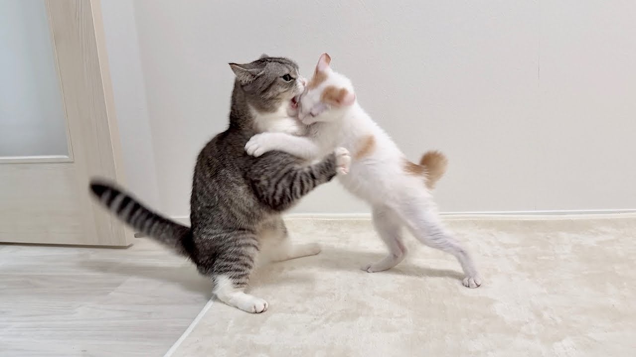 ボス猫と新入り子猫が初めての喧嘩！？まさかの展開がおもしろすぎる