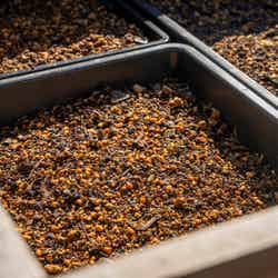 焼酎かすやコーヒーかすを用いたたい肥/提供画像