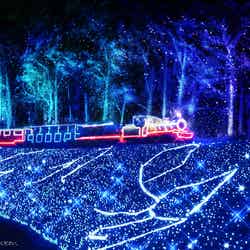 イルミネーション/提供画像