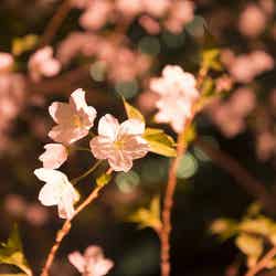 日本橋の桜/画像提供:日本橋桜フェスティバル実行委員会