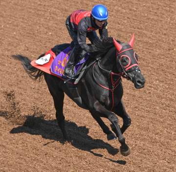 23年最優秀障害馬マイネルグロンが障害調教再審査に合格 東京ハイJでの復帰を目指す