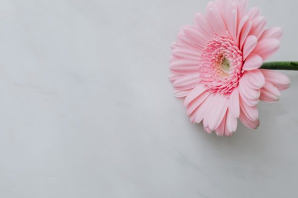 秋の花に込められた花言葉のまとめ 感謝や素敵な意味を持つ植物って モデルプレス 秋の花に込められた花言葉のまとめ 感謝や素敵な意味を持つ植物って モデルプレス