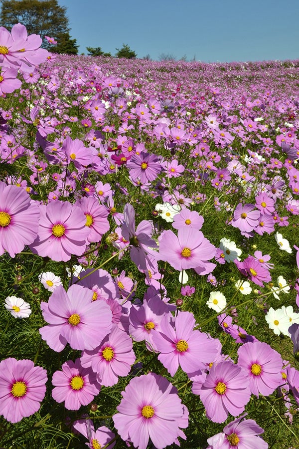 国営昭和記念公園