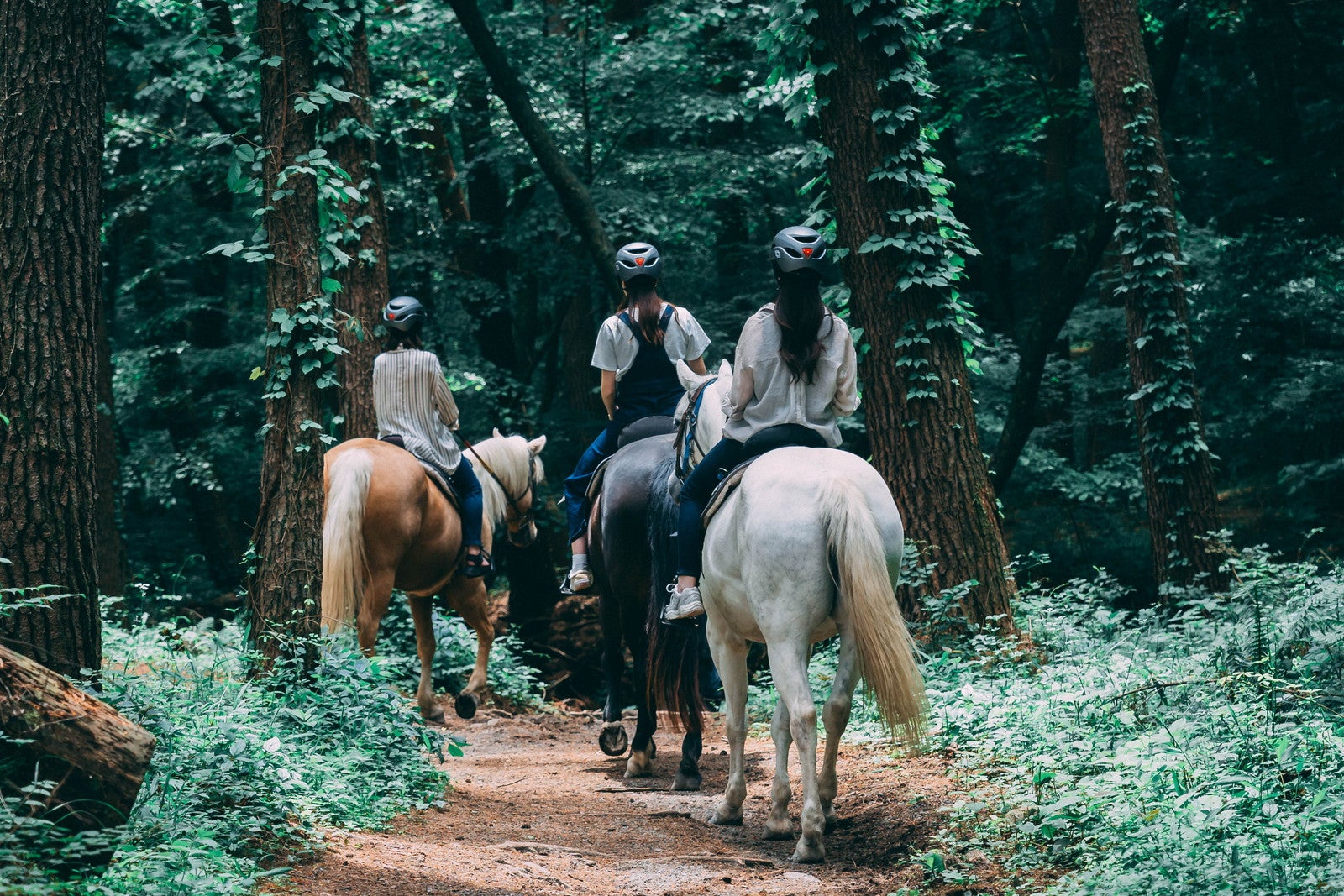 THE NATURE 八ヶ岳／提供画像