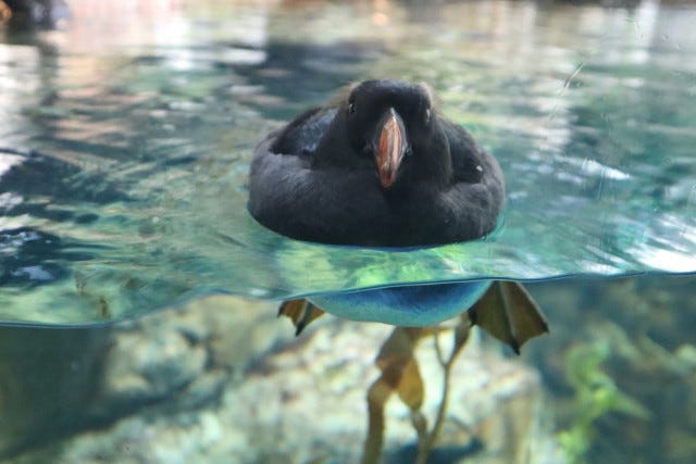 西日本初の海鳥に会える？世界最大級！大阪・海遊館の楽しみ方