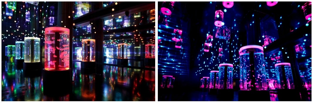 Jellyfish Ramble／画像提供：株式会社 横浜八景島