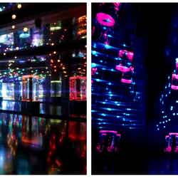 Jellyfish Ramble/画像提供:株式会社 横浜八景島