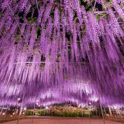 週末何する?次の休みに行くお出かけスポット8選vol.124/画像提供:足利フラワーリゾート