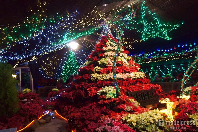 冬の箱根でしか見られない豪華クリスマスツリー3選 - 女子旅プレス