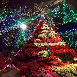 ポインセチアのクリスマスツリー/画像提供:小田急箱根グループ【モデルプレス】