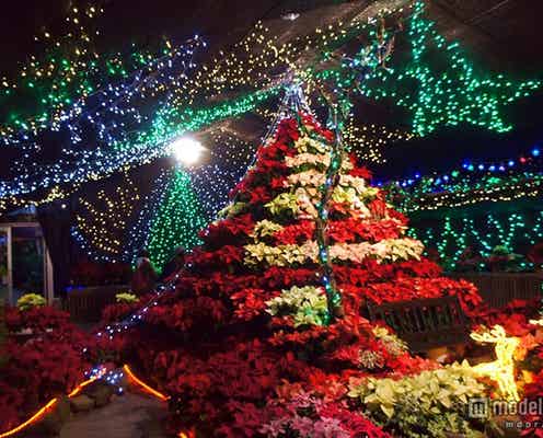 冬の箱根でしか見られない豪華クリスマスツリー3選