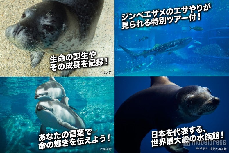 動物好きにはたまらない「激レア水族館バイト」が話題に