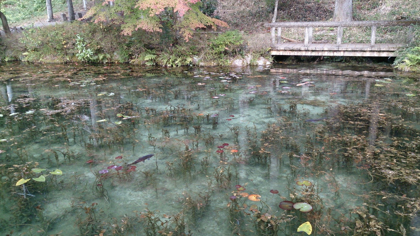 モネの池／提供画像