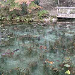 モネの池/提供画像