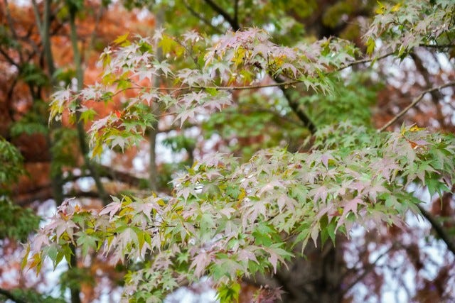 気象予報士が厳選！関西の「紅葉見頃スポット」