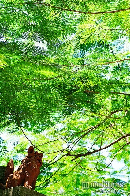 由布島自体が亜熱帯植物園に指定されている／photo by ajari
