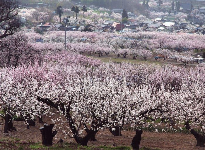あんずの里(提供写真)