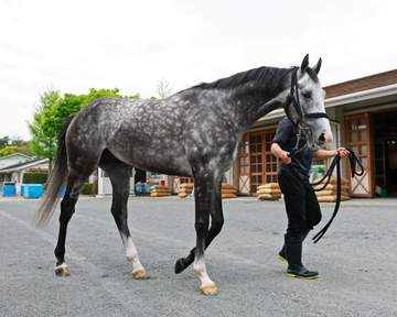 【天皇賞】アドマイヤテラ 阪神大賞典レコードVから“4度目の正直”へ 友道師は武豊を信頼「一番相性がいい」