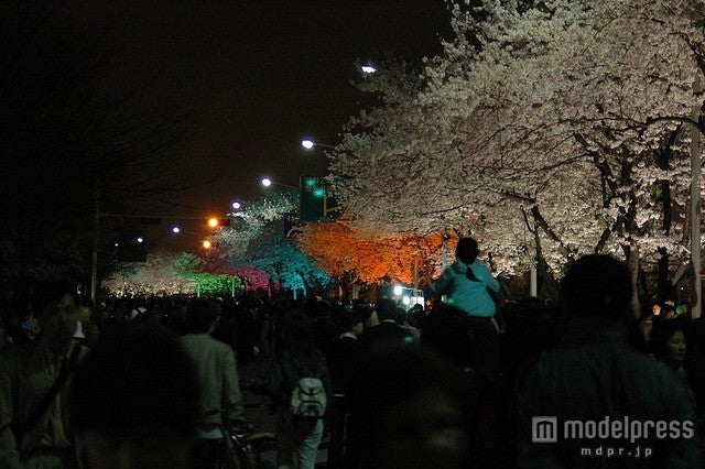 汝矣島の「春の花祭り」の夜間ライトアップ／photo by Abri_Beluga