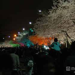 汝矣島の「春の花祭り」の夜間ライトアップ／photo by Abri_Beluga