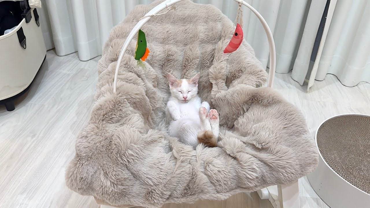 赤ちゃん用ゆりかごをゲットした子猫が可愛すぎる！