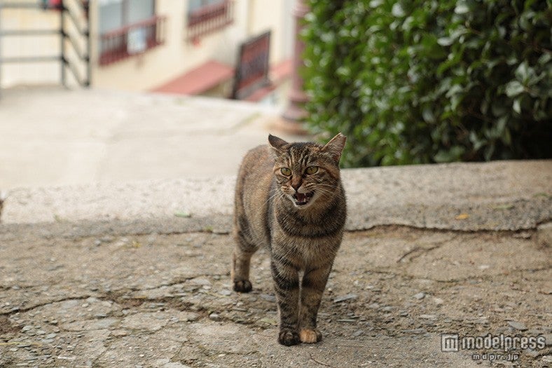 猫目線で切り取った新しい尾道の魅力が楽しめる
