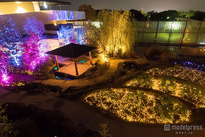 幻想的にライトアップした「京の里山ゾーン」