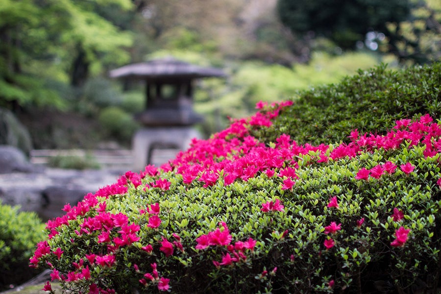 旧古河庭園 日本庭園