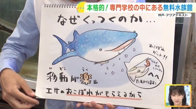 【兵庫】大人も子どもも無料で楽しめる！学校内にある「穴場の水族館」