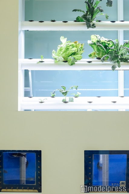 Le Grand Marche（C）モデルプレス