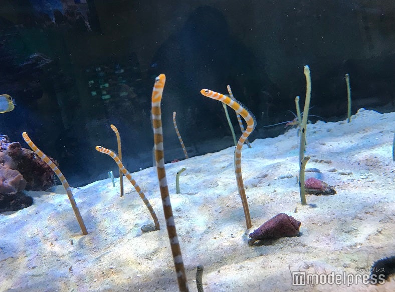 人気のニシキアナゴたち