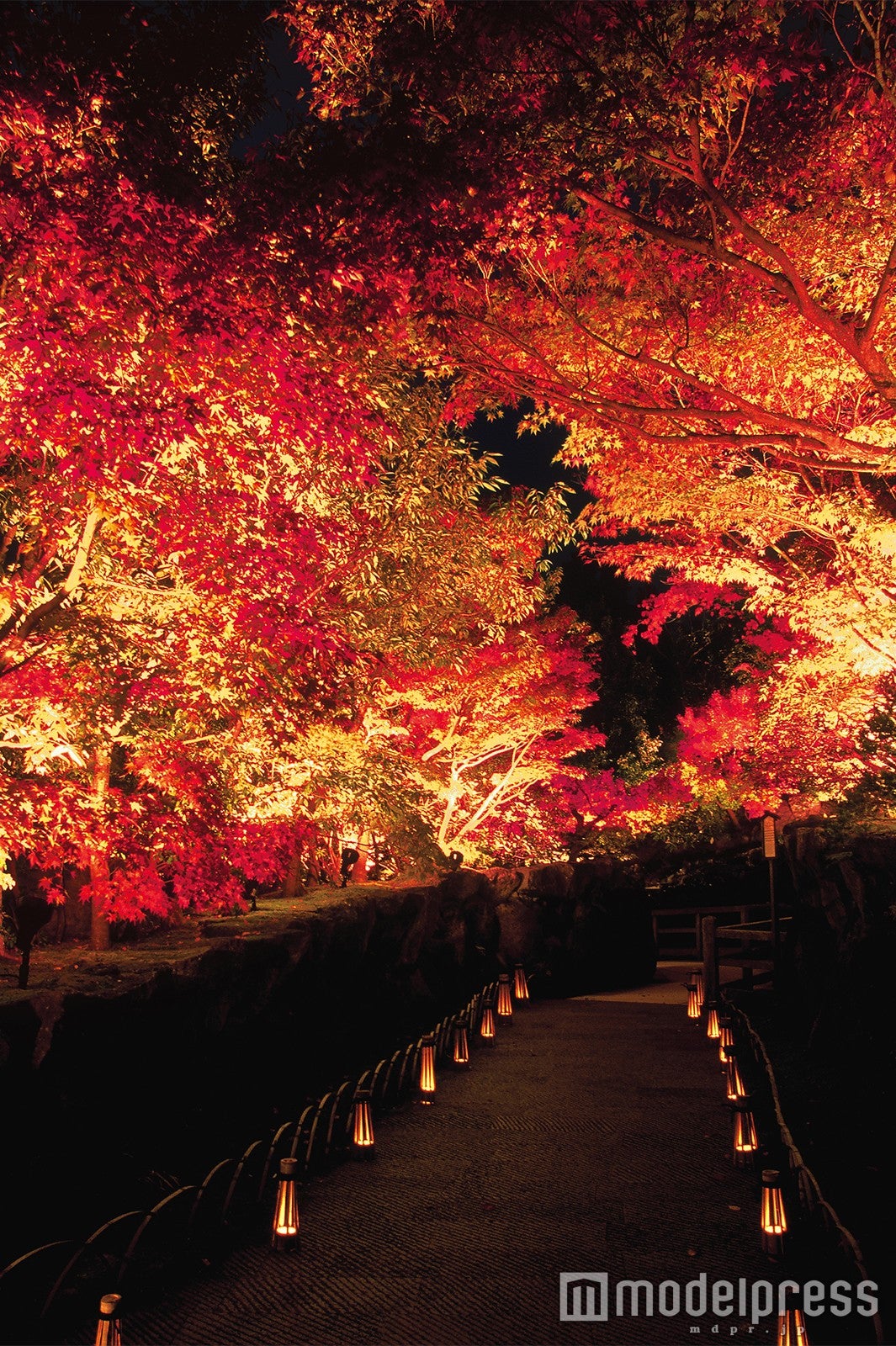 紅葉ライトアップ／画像提供：日本庭園 由志園