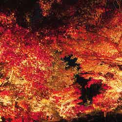 紅葉ライトアップ／画像提供：日本庭園 由志園