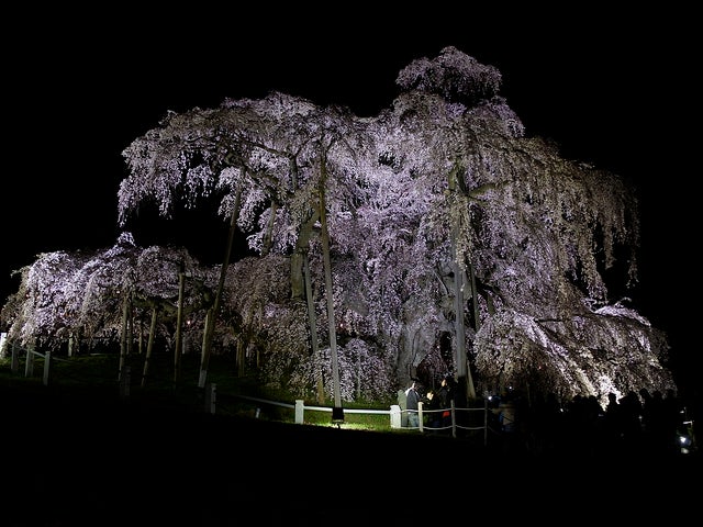 「三春滝桜」の夜桜／Photo by othree