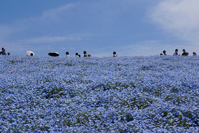 ネモフィラの丘 / Nemophila by Kentaro Ohno