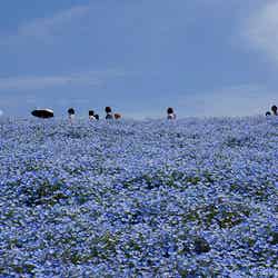 ネモフィラの丘 / Nemophila by Kentaro Ohno