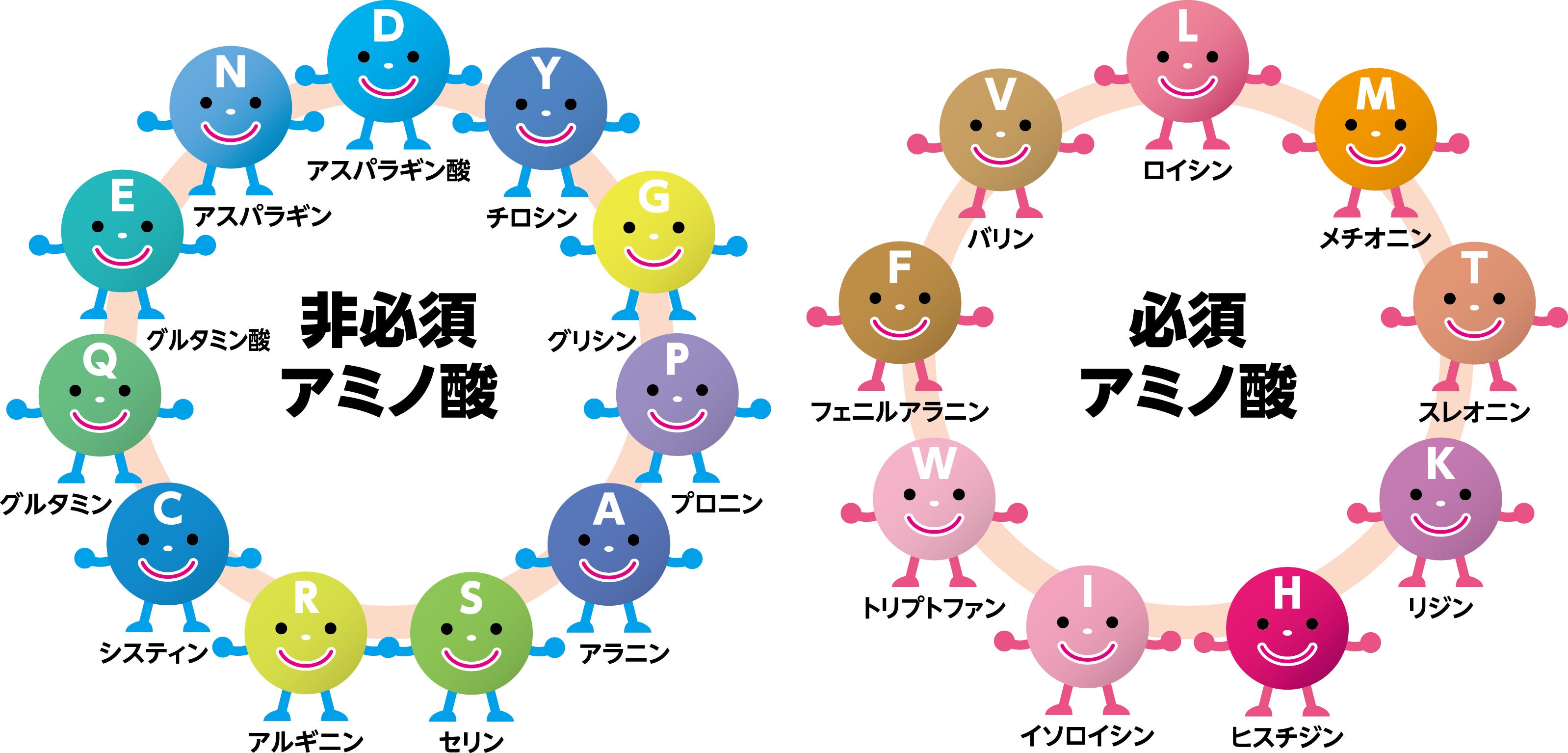 必須アミノ酸、非必須アミノ酸の図