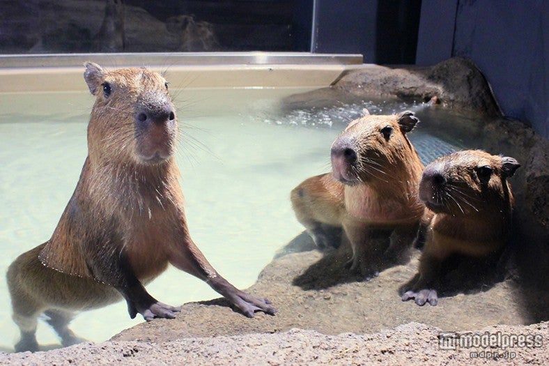 カピバラ3兄弟の居住スペースにはカボチャ6つをディスプレイ／画像提供：横浜八景島