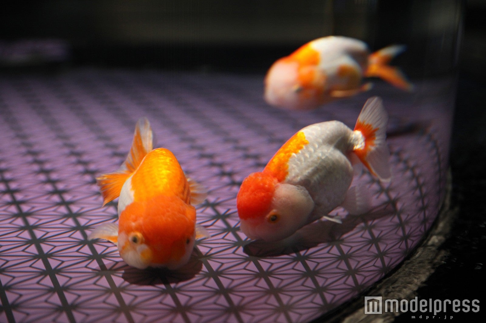 ランチュウ／画像提供：すみだ水族館