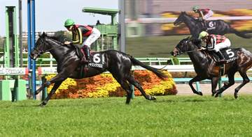 【山藤賞】チャリングクロス クロワデュノール全弟が切れ味勝負制す 横山武が将来性評価「晩成タイプ。成長楽しみ」奥村武師は菊花賞見据える