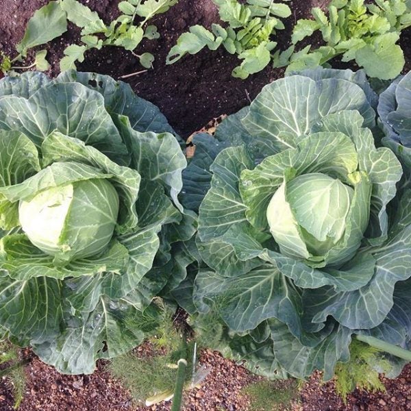 おでんの変わり種レシピ18選 野菜 お肉まで意外に合う美味しい食材とは モデルプレス おでんの変わり種レシピ18選 野菜 お肉まで意外に合う美味しい食材とは モデルプレス